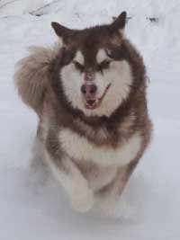 Hudons Malamutes -  Cinnabar