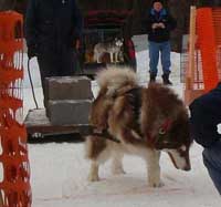 Hudons Malamutes - Cinnabar