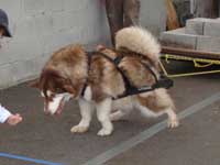 Hudons Malamutes - Cinnabar