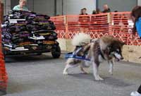Hudons Malamutes - Cinnabar