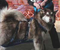 Hudons Malamutes - Cinnabar