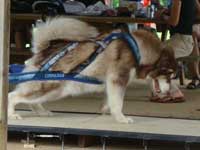 Hudons Malamutes - Cinnabar