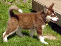 Hudons Malamutes - Cinnabar