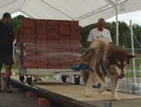Hudons Malamutes - Cinnabar