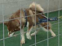 Hudons Malamutes - Cinnabar