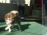 Hudons Malamutes - Cinnabar