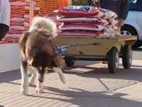 Hudons Malamutes - Cinnabar