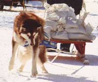 Hudons Malamutes - Cinnabar