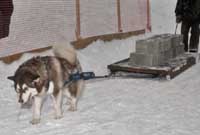 Hudons Malamutes - Cinnabar