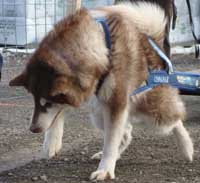 Hudons Malamutes - Cinnabar