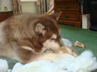 Hudons Malamutes - Cinnabar
