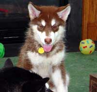 Hudons Malamutes - Cinnabar