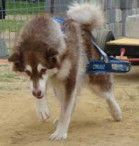 Hudons Malamutes - Cinnabar