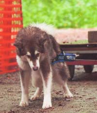 Hudons Malamutes - Cinnabar