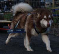 Hudons Malamutes - Cinnabar