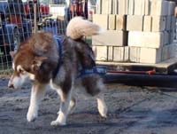 Hudons Malamutes - Cinnabar