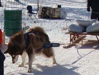 Hudons Malamutes - Cinnabar