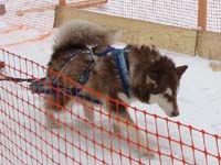Hudons Malamutes - Cinnabar