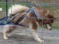 Hudons Malamutes - Cinnabar