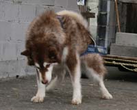 Hudons Malamutes - Cinnabar