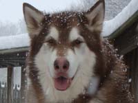 Hudons Malamutes - Cinnabar