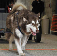 Hudons Malamutes - Cinnabar