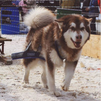 Hudons Malamutes - Cinnabar