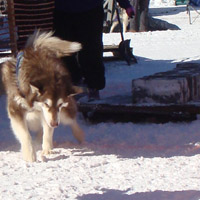 Hudons Malamutes - Cinnabar