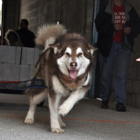 Hudons Malamutes - Cinnabar