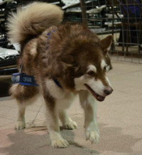 Hudons Malamutes - Cinnabar