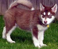 Hudons Malamutes - Cinnabar