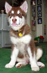 Hudons Malamutes - Cinnabar
