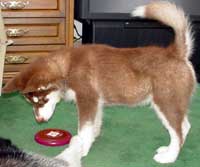 Hudons Malamutes - Cinnabar
