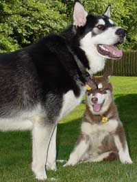 Hudons Malamutes - Cinnabar