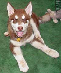 Hudons Malamutes - Cinnabar