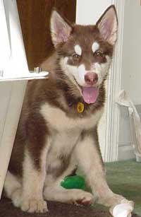 Hudons Malamutes - Cinnabar