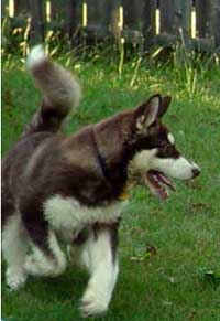 Hudons Malamutes - Cinnabar