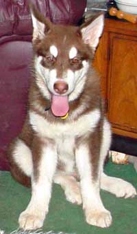 Hudons Malamutes -  Cinnabar