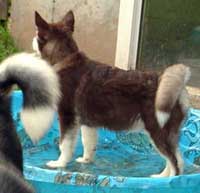 Hudons Malamutes - Cinnabar