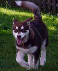 Hudons Malamutes - Cinnabar