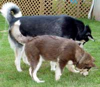 Hudons Malamutes - Cinnabar