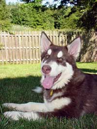 Hudons Malamutes - Cinnabar