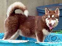 Hudons Malamutes -  Cinnabar