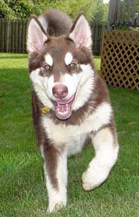 Hudons Malamutes - Cinnabar