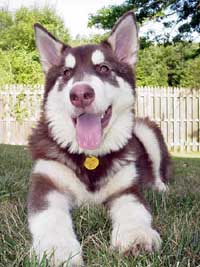 Hudons Malamutes -  Cinnabar