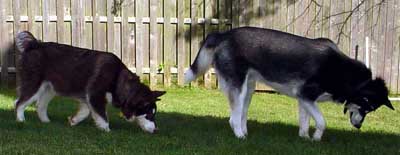 Hudons Malamutes - Cinnabar
