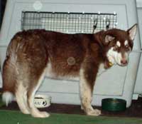Hudons Malamutes - Cinnabar