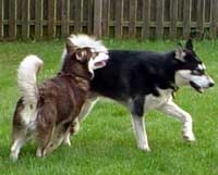 Hudons Malamutes - Cinnabar
