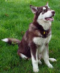Hudons Malamutes - Cinnabar