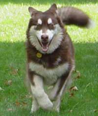 Hudons Malamutes -  Cinnabar